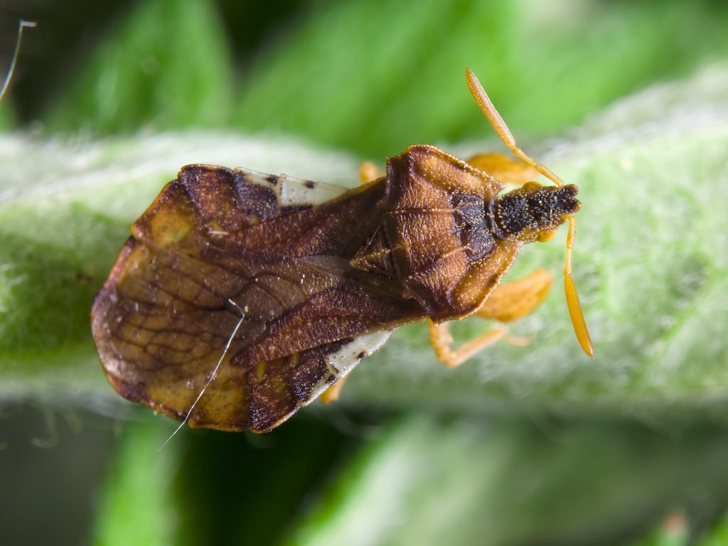 Phymata crassipes (Fabricius, 1775)